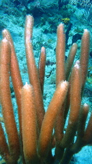 Plexaurella nutans