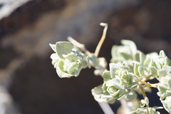 Atriplex confertifolia