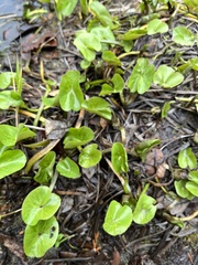 Petasites pyrenaicus