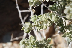 Atriplex confertifolia