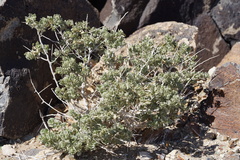 Atriplex confertifolia