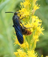 Scolia dubia haematodes