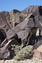 Atriplex confertifolia
