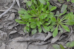 Myosotis macrosperma