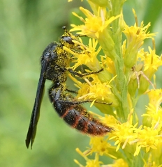 Scolia dubia haematodes