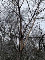 Erethizontidae