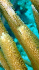 Plexaurella nutans