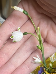 Leucojum