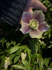 Helleborus orientalis