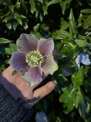 Helleborus orientalis