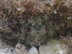 Octopus insularis