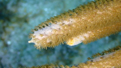 Plexaurella nutans