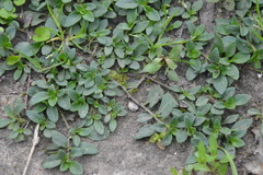 Mecardonia procumbens