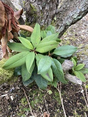Arbutus menziesii
