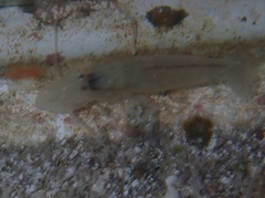 Alpheidae