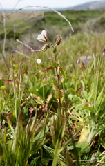 Phacelia viscida