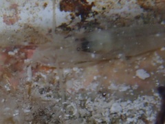 Alpheidae