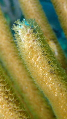 Plexaurella nutans