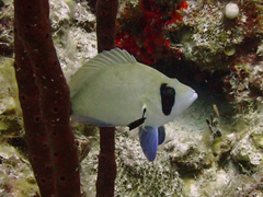 Hypoplectrus providencianus