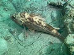 Sebastes auriculatus