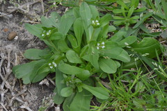 Valerianella radiata