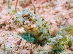 Emblemaria pandionis