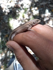 Sceloporus aeneus