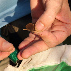 Heliconius erato adana