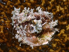 Emblemaria pandionis