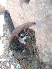 Sceloporus aeneus