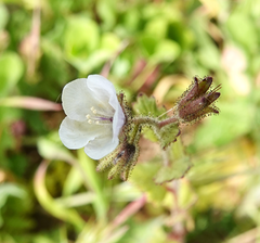 Phacelia viscida