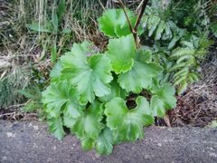 Ranunculus cortusifolius
