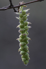 Carpinus caroliniana