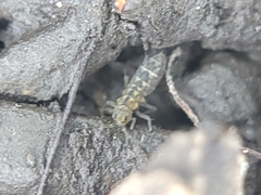 Isotomurus palustris