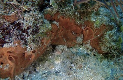 Spirastrella hartmani