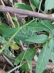 Tithonia rotundifolia