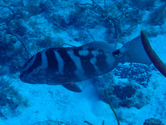 Epinephelus striatus