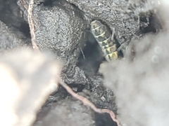 Isotomurus palustris