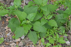 Verbesina virginica