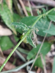 Tithonia rotundifolia