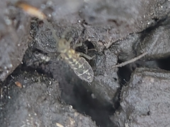 Isotomurus palustris