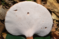 Pseudofistulina radicata