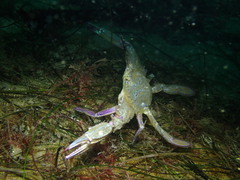 Achelous xantusii