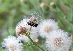 Ochrimnus cinctipennis