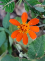 Tithonia rotundifolia