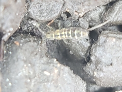 Isotomurus palustris