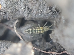 Isotomurus palustris