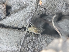 Isotomurus palustris