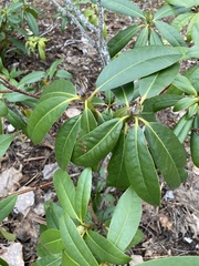 Rhododendron macrophyllum