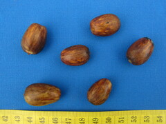 Aniba robusta
